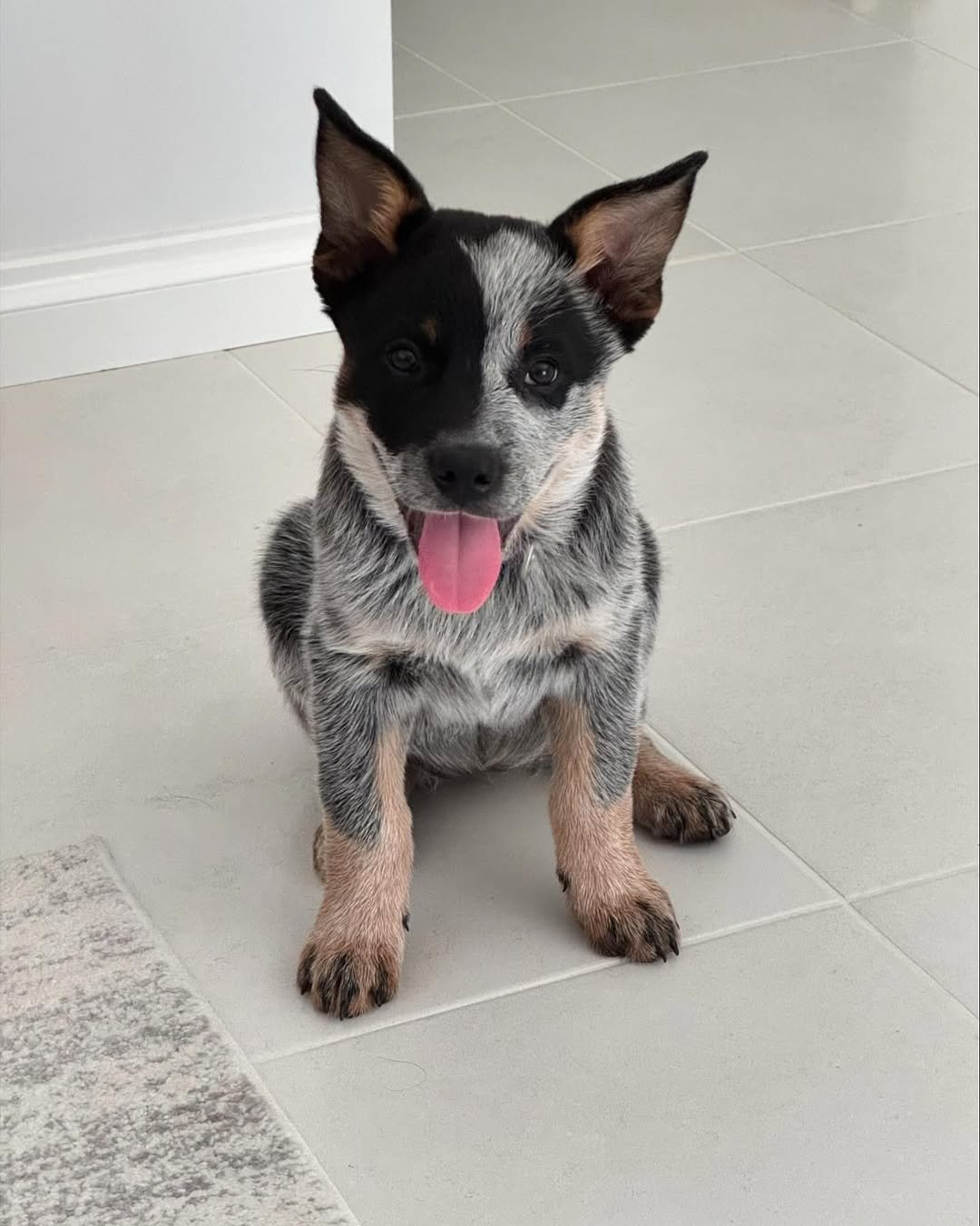 Beautiful cattle dog ready for a loving home