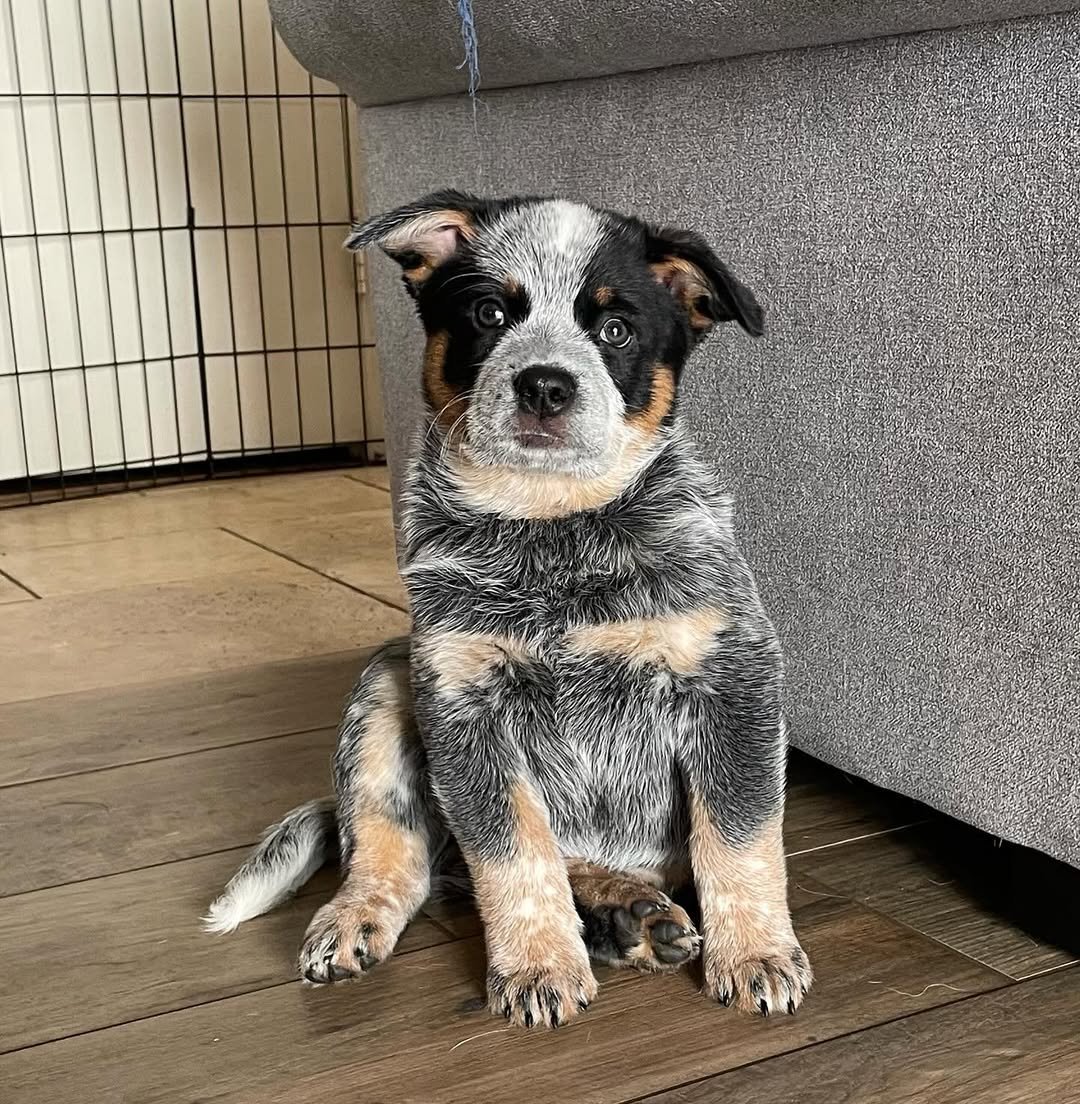 Sweet cattle dog companion