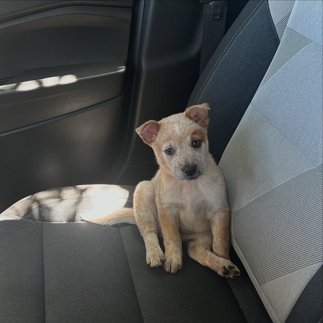 Adorable cattle dog companion