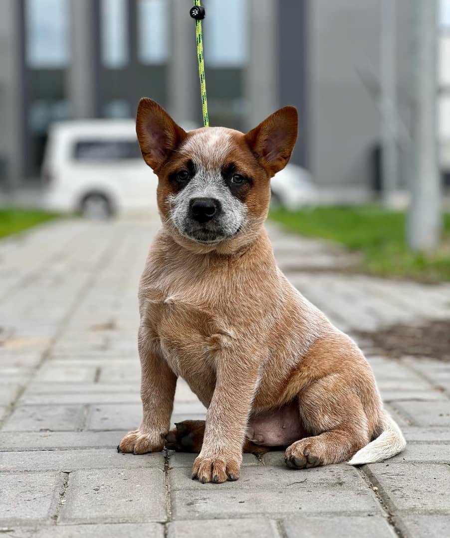 Adorable red Australian Cattle Dog ready for a home