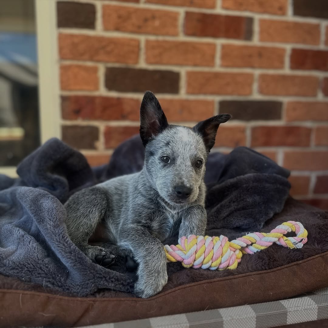 Beautiful cattle dog from Best Cattle Dog Puppies